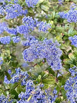 Californian lilac in close up