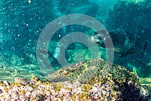 Californian Male sea lion coming to you underwater