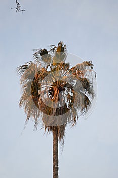 Californian palm photo
