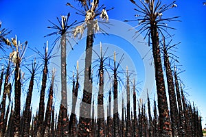 Californian palm trees burned by fire