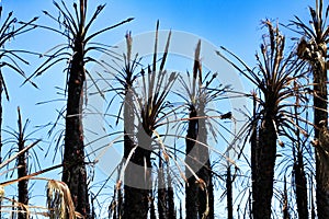 Californian palm trees burned by fire