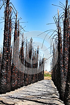 Californian palm trees burned by fire