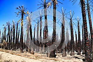 Californian palm trees burned by fire