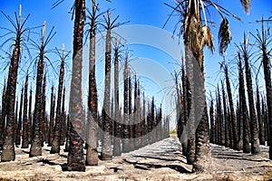 Californian palm trees burned by fire