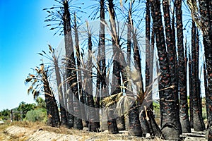 Californian palm trees burned by fire