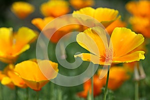 Californian poppies in the garden