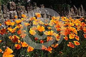 Californian poppies by wall