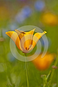 Californian poppy