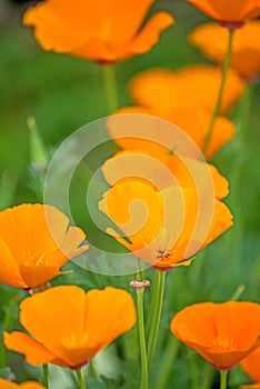 Californian poppy