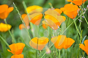 Californian poppy