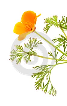 Californian poppy