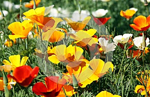 Californian poppy