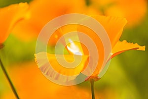 Californian poppy, closeup of the flower