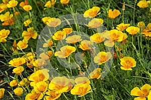 Californian poppy eschscholzia californica