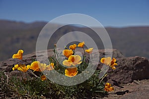 Californian poppy (Eschscholzia californica)