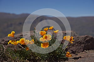 Californian poppy (Eschscholzia californica) photo