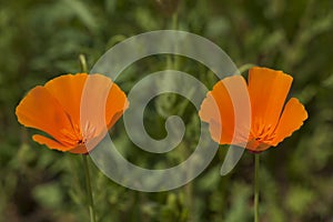 Californian poppy among field grass