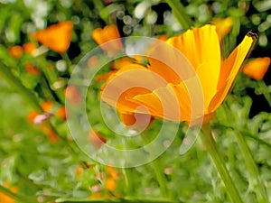 Californian poppy with flower in spring
