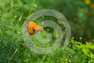 Californian poppy lost in a garden