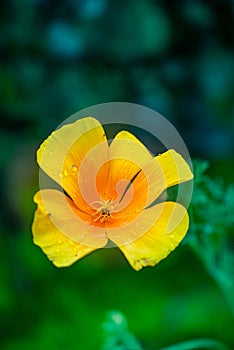 Californian Poppy - yellow flower with water droplets in Darjeeling hills