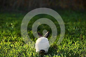 Californian Rabbit black and white colour sits with his back