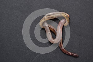 Californian red earthworm