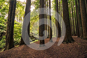 Californian Redwood Forest, Great Otway National Park, Victoria, Australia