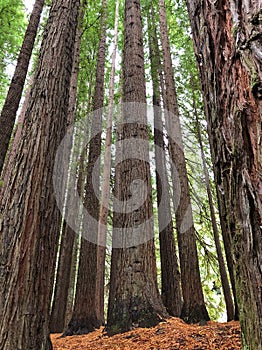 Californian Redwood Trees