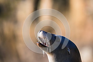 Californian sea lion