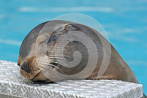 Californian sea lion