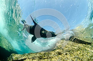 Californian sea lion