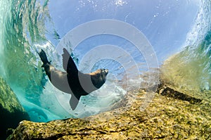 Californian sea lion