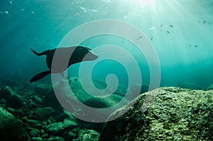 Californian sea lion