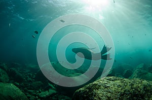 Californian sea lion