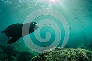 Californian sea lion