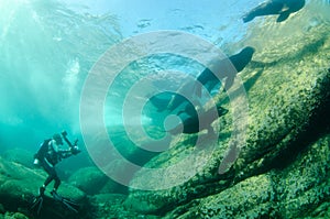 Californian sea lion