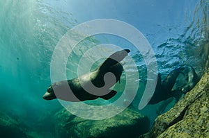 Californian sea lion