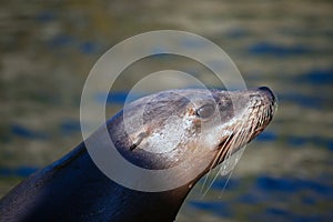 Californian Sea Lion