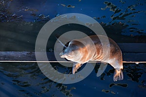 Californian sea lion laying on wooden pier in Santa Cruze, California, USA in end of day. Sealife in California. E ology and