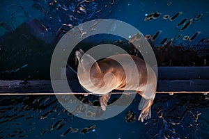 Californian sea lion laying on wooden pier in Santa Cruze, California, USA in end of day. Sealife in California. E ology and