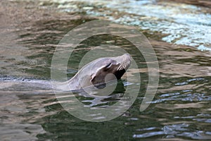 Californian Sea Lion Swimming At Artis Zoo Amsterdam The Netherlands 17-3-2023