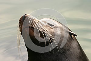 Californian Sea Lion - Zalophus californianus