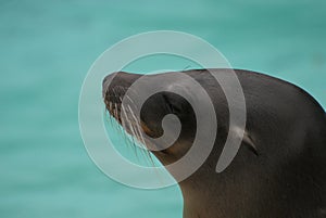 Californian Sea Lion - Zalophus californianus