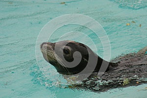 Californian Sea Lion - Zalophus californianus