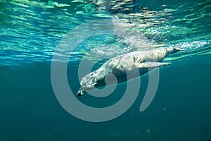 Californian sea lion Zalophus californianus swimming underwate photo