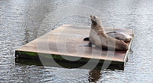 Californian sea lions resting