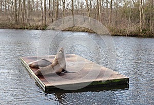 Californian sea lions resting