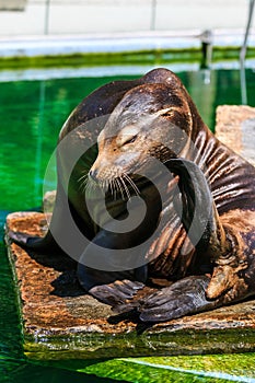 Californian sea lions resting