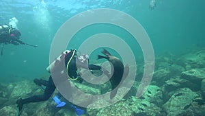 Californian sea lions Zalophus californianus are playing with with divers