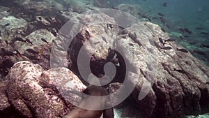 Californian sea lions Zalophus californianus are playing with with divers in Los Isoletes island Cortez sea La Paz